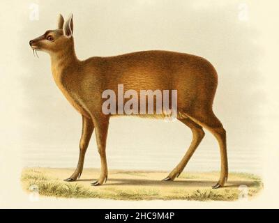 Alpine Musk Deer (Moschus chrysogaster) Stock Photo