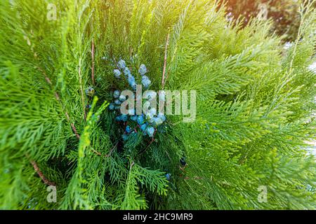 Thuja berries - popular plant in landscape design Stock Photo