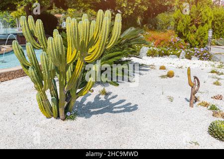 Cacti and other exotic tropical plants in the botanical garden Stock Photo