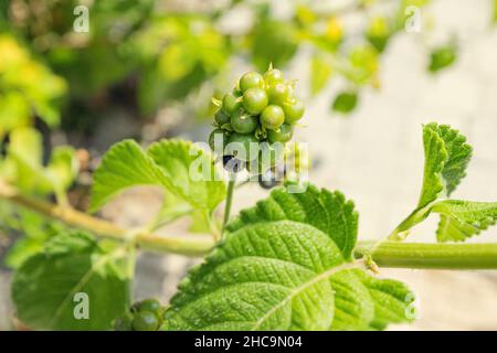 Lantana montevidensis berry after blooming in botanical garden Stock Photo