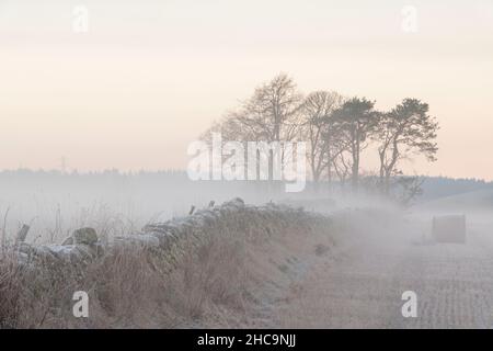 The Margin of a Stubble Field and a Dry Stone Wall on a Cold, Frosty Morning with a Small Stand of Trees Visible in the Mist Before Sunrise Stock Photo