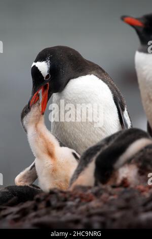 Selective focus shot of a Gentoo penguin feeding a baby Gentoo penguin by the mouth in Antarctica Stock Photo