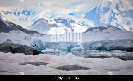 Single penguin on a rock with huge icebergs on the background Stock Photo