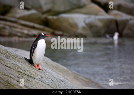 Shallow focus of a Gentoo penguin standing on a sliding rocky ground by the water in Antarctica Stock Photo