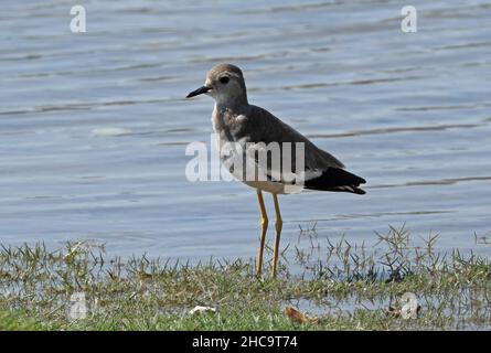 White-tailed Lapwing (Vanellus leucurus) adult standing at waters edge  southern Oman                        December Stock Photo