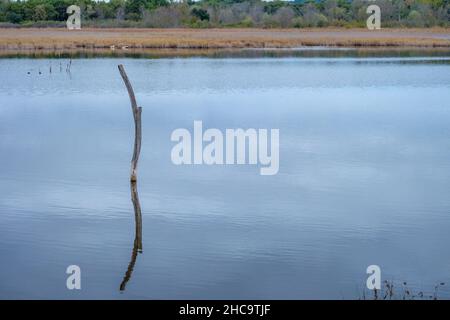 Dead tree brach sticking out of a still water lake and reflecting on the water surface Stock Photo