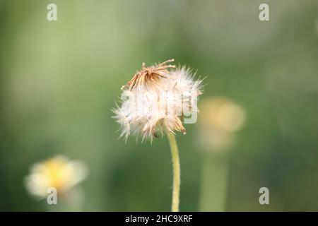 white dandelion wildflowers in a blooming garden blow away the seeds Stock Photo
