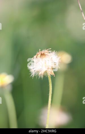 white dandelion wildflowers in a blooming garden blow away the seeds Stock Photo
