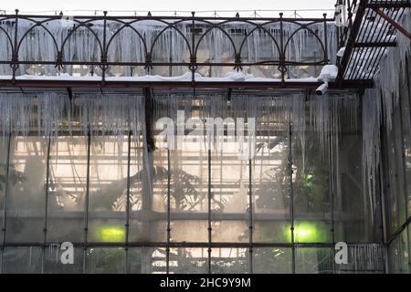 Tropical plants growing under green phyto lamps in greenhouse during winter season Stock Photo