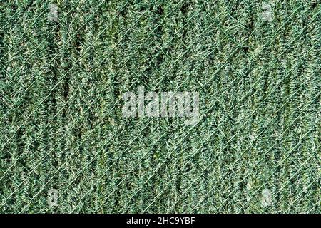Closeup shot of green mesh fence with artificial greenery Stock Photo