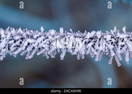Closeup of a plant covered in frost on a blurred background Stock Photo