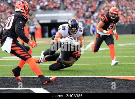 Cincinnati Bengals tight end Drew Sample (89) lines up for a play