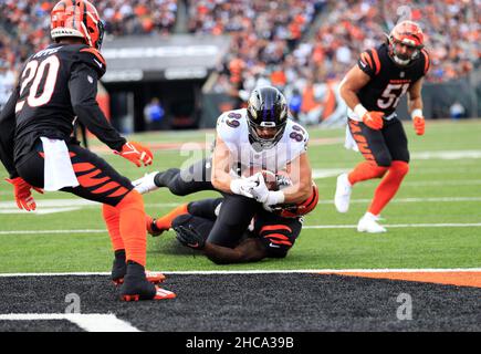 Cincinnati Bengals tight end Drew Sample (89) runs for the play