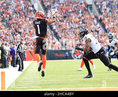 Cincinnati Bengals tight end Mitchell Wilcox (84) runs for the play during  an NFL football game against the Baltimore Ravens, Sunday, Dec. 26, 2021,  in Cincinnati. (AP Photo/Emilee Chinn Stock Photo - Alamy