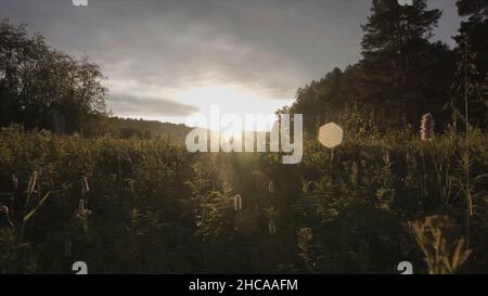 Beautiful meadow with wild flowers swaying in the wind over sunset sky background. Beauty nature field background with sun flare. Stock Photo