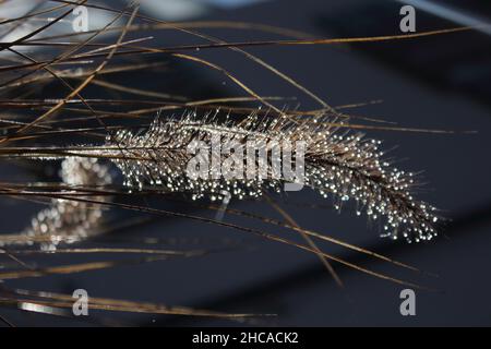 Macro of a grass flower in a horizontal position covered with frost Stock Photo