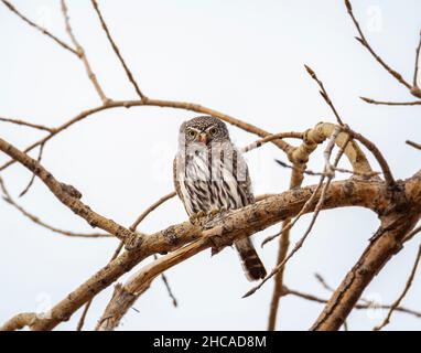 Northern pygmy owl (Glaucidium californicum) perched on tree branch, pygmy owls are diurnal owls Colorado Rocky Mountains, USA Stock Photo