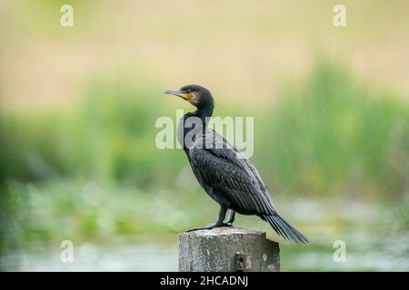 Great cormorant (Phalacrocorax carbo) sits on a concrete post in the lake Stock Photo