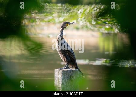 Great cormorant (Phalacrocorax carbo) sits on a concrete post in the lake Stock Photo