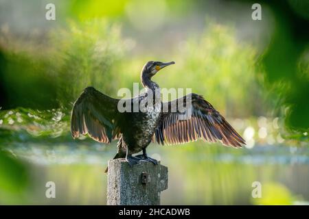 Great cormorant (Phalacrocorax carbo) dries its plumage after a successful hunt Stock Photo