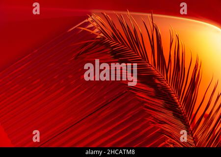 Palm tree leaves on abstract background with podiums in neon light. Trendy geometric shapes for products. Red-orange gradient light. Minimalism, 90s Stock Photo