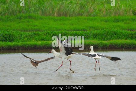 Two Oriental Stork(Ciconia boyciana) in a pond chase away an eagle(Black Kite). A variety of birds in the Qingshui Wetlands., Jinshan District, New Ta Stock Photo