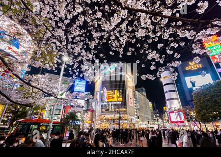 Sakura (cherry blossom) blooms over hachiko Square in Shibuya, Tokyo, Japan. Stock Photo