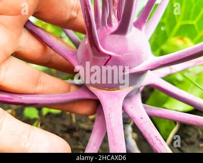 close-up of a woman's hand holding a purple kohlrabi growing in the soil in a vegetable garden, outdoors in summer. Stock Photo