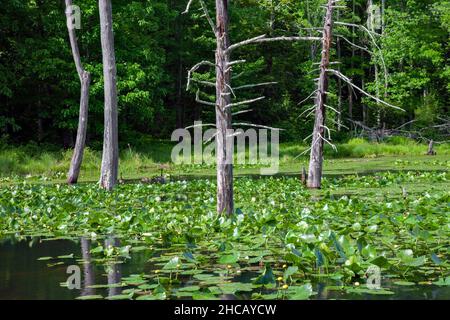 A wetland created by beavers damming a stream in Delaware Water Gap National Recreation Area, Pennsylvania Stock Photo