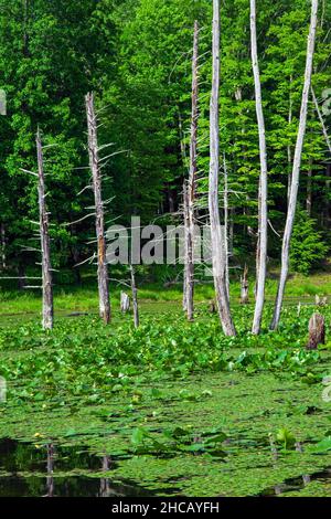 A wetland created by beavers damming a stream in Delaware Water Gap National Recreation Area, Pennsylvania Stock Photo