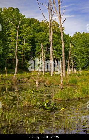 A wetland created by beavers damming a stream in Delaware Water Gap National Recreation Area, Pennsylvania Stock Photo