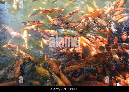 Koi fish Koi or more specifically nishikigoi, are colored varieties of Amur carp that are kept for decorative purposes in outdoor koi ponds Stock Photo