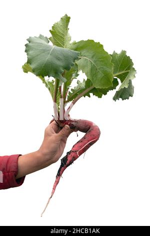 Fresh organic crooked, deformed radish with green leaves in female hand isolated on white background Stock Photo