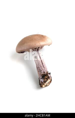 Violet Lepista nuda commonly known as wood blewit, edible mushroom isolated on white background Stock Photo