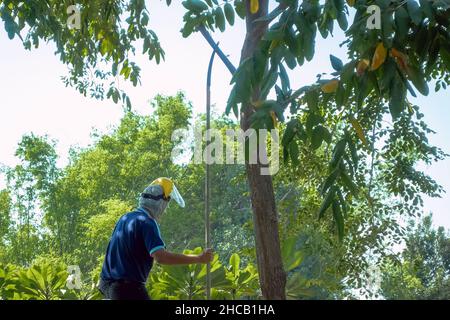 Asian professional gardener trimming plants using pruning saw on a ladder. A Tree Surgeon or Arborist cuts branches of a tree in the garden. Man sawin Stock Photo