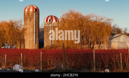 Red barn with silo and a field of bluberries. Rural scene showing a family farm with a bright red barn. Stock Photo