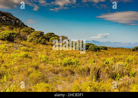 Rugged mountain landscape with fynbos scrub bush flora in Cape Town South Africa Stock Photo