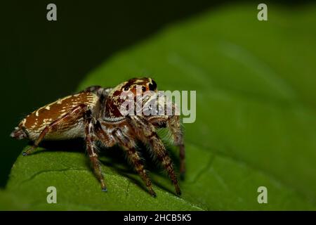 Hairy Brown Jumping Spider on Green Leaf with dark Background Stock Photo