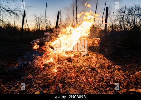 fire burns on wood logs on hot cinder in garden in dusk Stock Photo