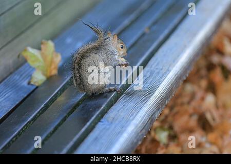 Wet but cute grey squirrel (Sciurus carolinensis) eating peanuts after heavy rain in a park in London, England, UK Stock Photo