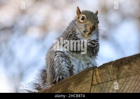 Wet but cute grey squirrel (Sciurus carolinensis) eating peanuts after heavy rain in a park in London, England, UK Stock Photo