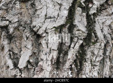 Walnut bark texture Stock Photo