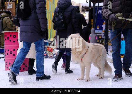 A light labrador is walking in the snow among people. No faces, New Year's fair. Stock Photo