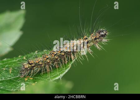 Red Necked Footman moth caterpillar (Atolmis rubricollis) crawling on leaf. Tipperary, Ireland. Stock Photo