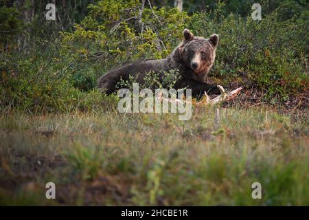 Brown Teddy bear lying on the ground in a forest in Finland Stock Photo