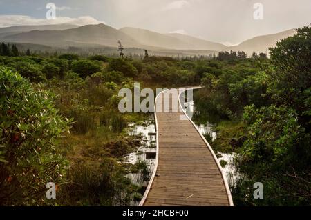 Boardwalk on the peatlands of Wild Nephin National Park Ballycroy. The peat bog in is one of the largest in Europe. Stock Photo