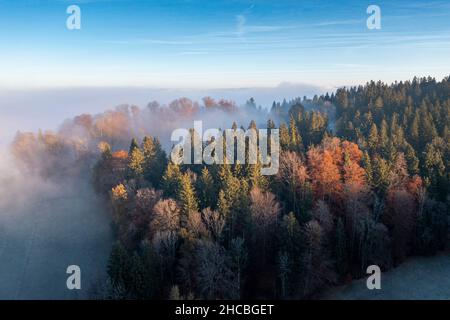 Drone view of autumn forest shrouded in morning mist Stock Photo - Alamy