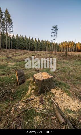 spruce tree with bark beetle infestation Stock Photo - Alamy