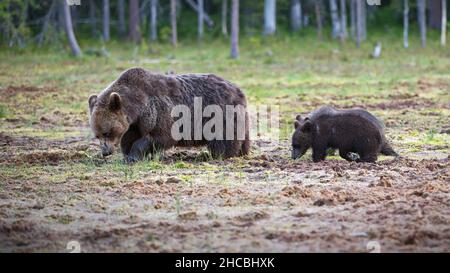 Brown Grizzly bear and a baby bear on the grass ground and trees on a sunny day in Finland Stock Photo