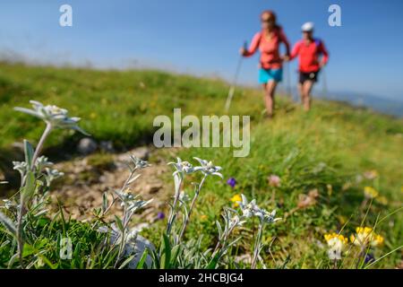 Edelweiss flowers (Leontopodium nivale) growing outdoors with two hikers walking in background Stock Photo